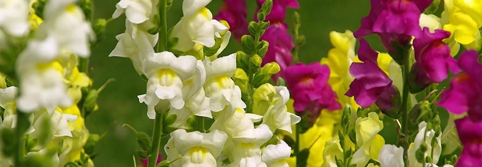 Nahaufnahme von weißen, gelben und pinken Löwenmäulchen.